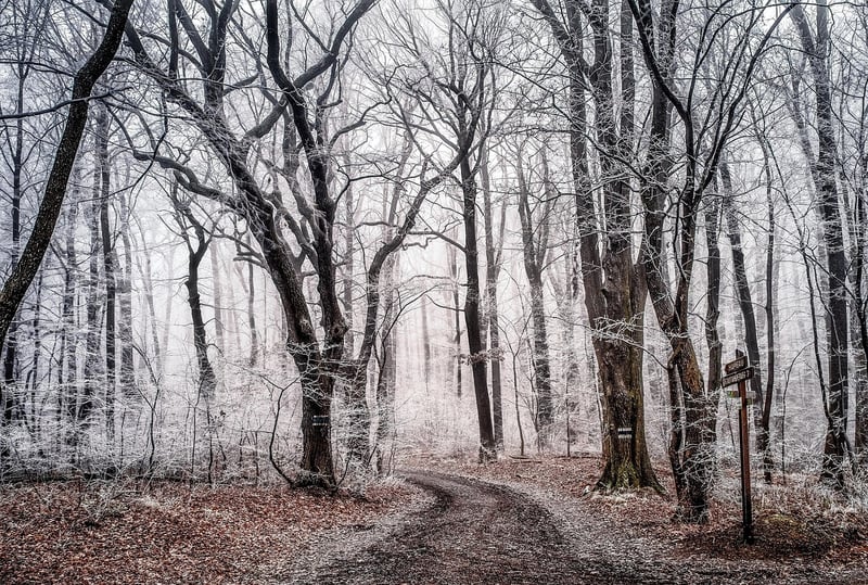 Enchanted Fauna