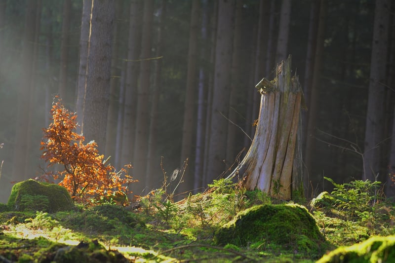 Enchanted Landscapes