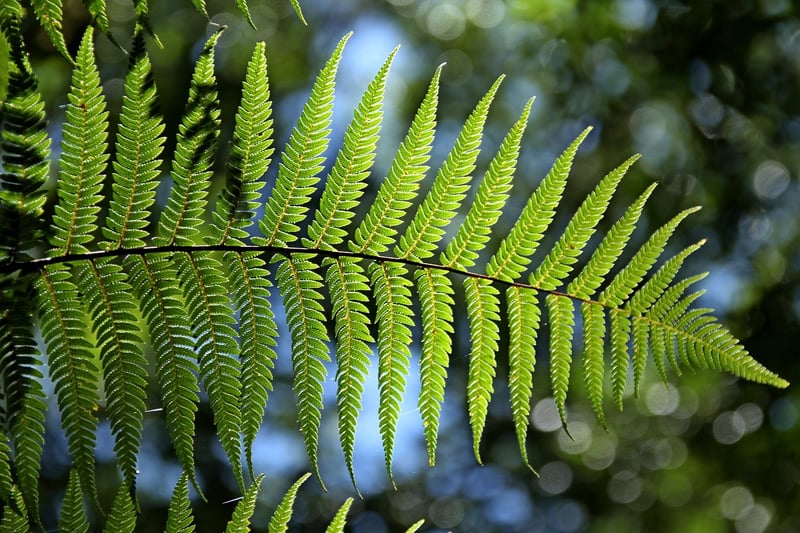 Dragon's Breath Fern