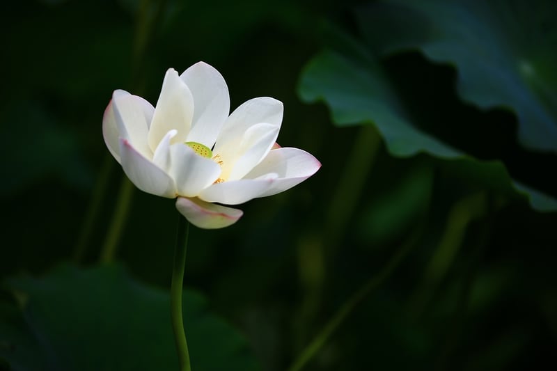 Enchanted Lotus