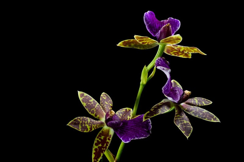 Dragon's Breath Orchid