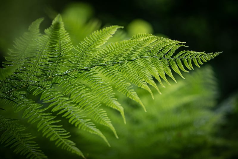 Unicorn Fern