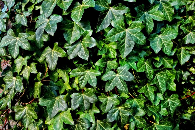 Starlight Vines