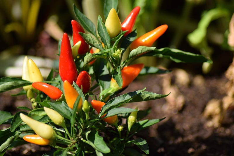Pixie Pepper